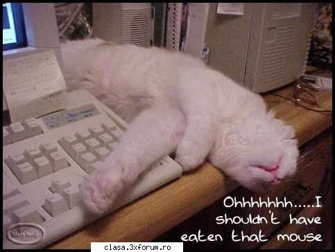 Chestii k-lumea ... - cute cute cute =D =D =D - Vb cat te tzine tastatura....