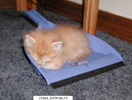 Chestii k-lumea ... - Lav - Vb cat te tzine tastatura....