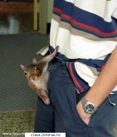 Extremly Funny pictures!!! - Looking for nuts - Poze cu voi